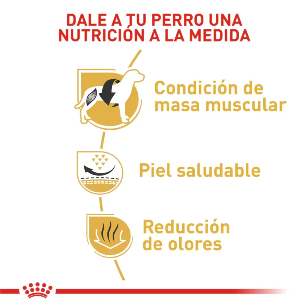 Comida Para Perro Royal Canin Bhn  Bulldog Frances Adulto x 3 Kg - Image 2