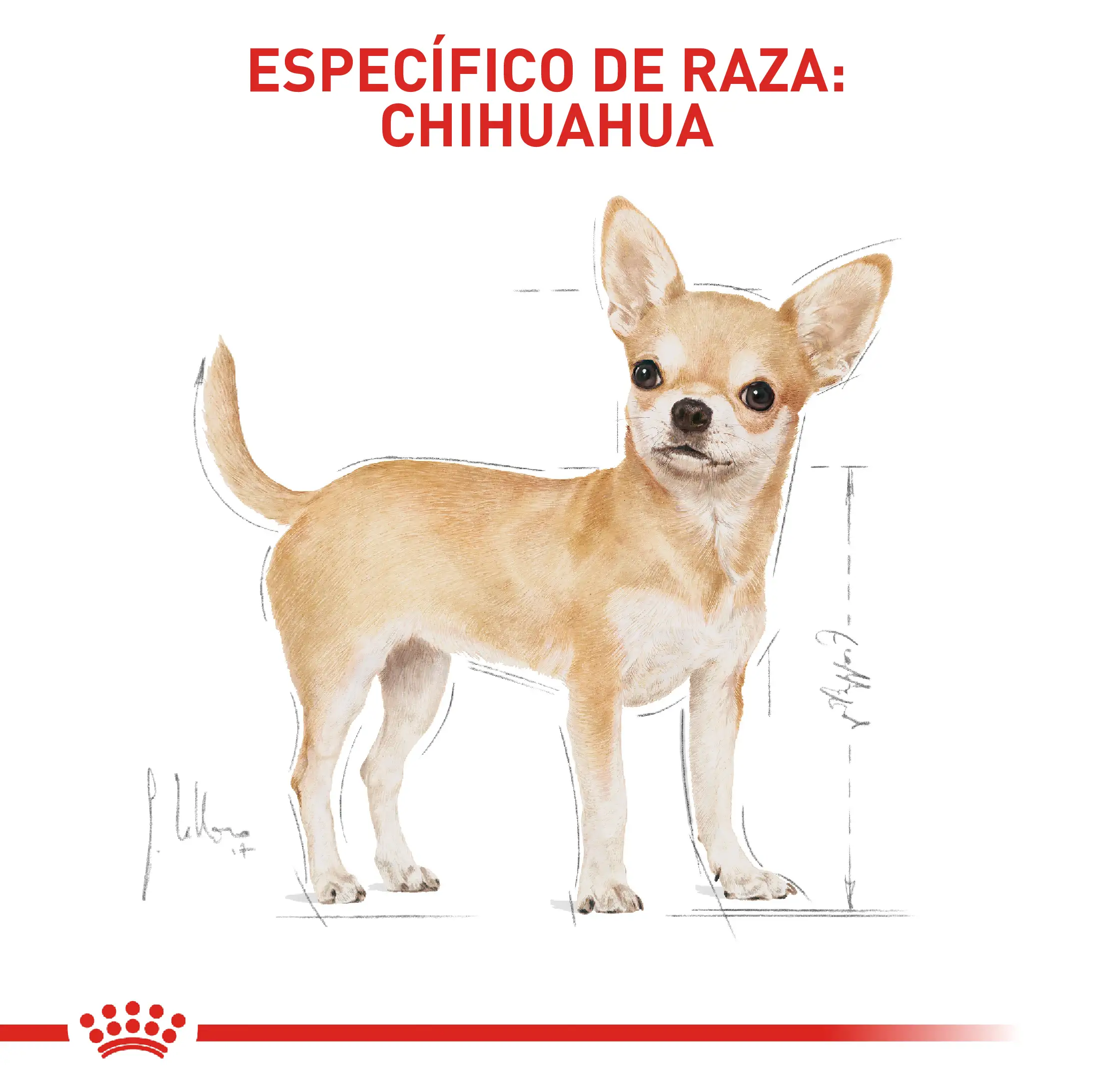 Comida Para Perro Royal Canin Bhn Chihuahua Adulto x 1.13 Kg - Image 4