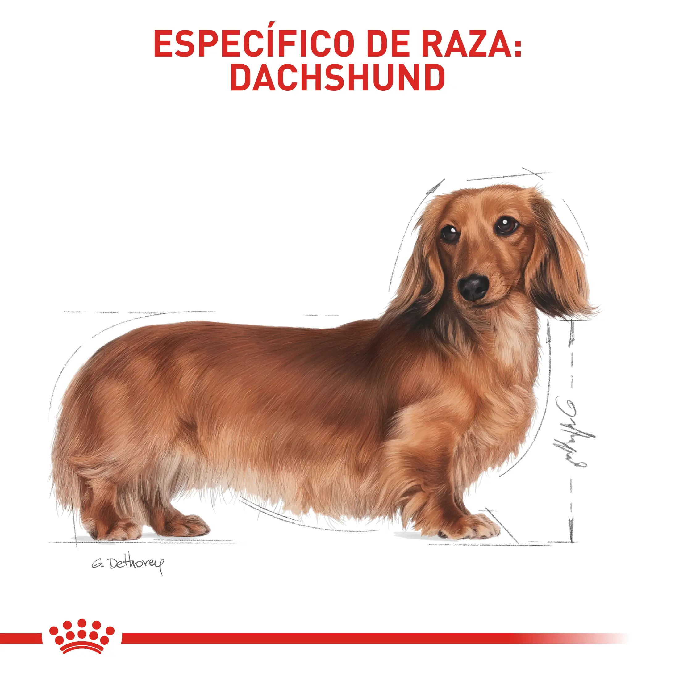 Comida Para Perro Royal Canin Bhn Dachshund Adulto x 1.5 Kg - Image 4