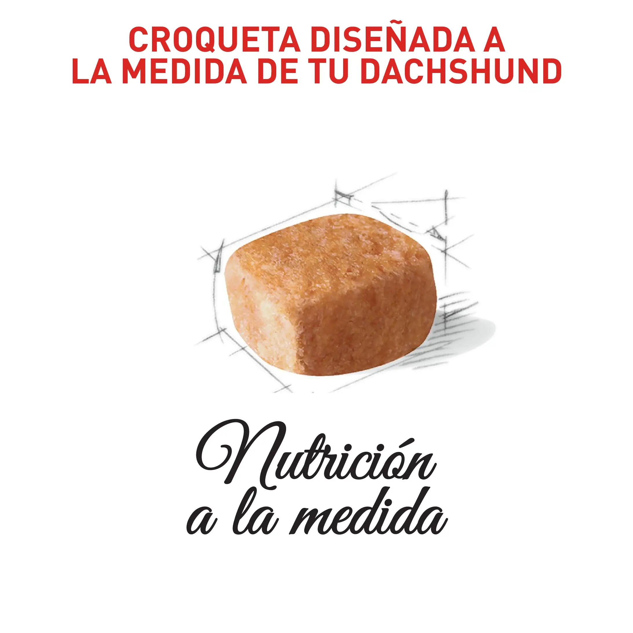 Comida Para Perro Royal Canin Bhn Dachshund Puppy x 1.13 Kg - Image 3