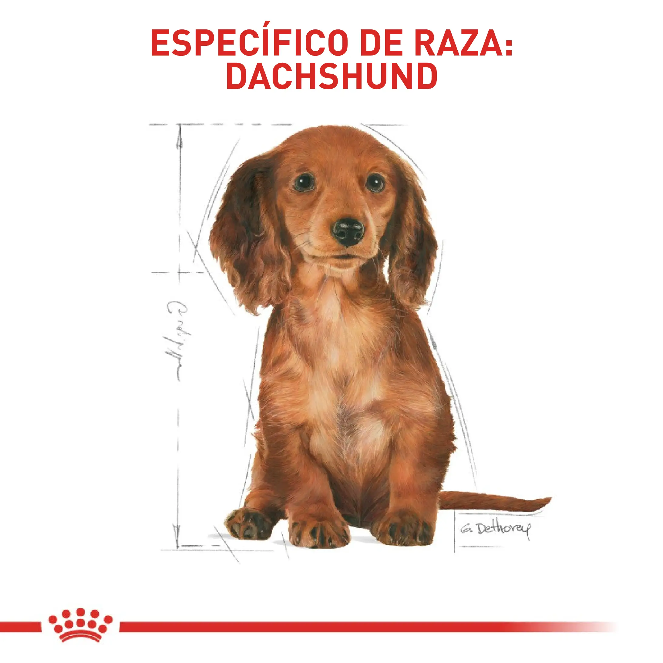 Comida Para Perro Royal Canin Bhn Dachshund Puppy x 1.13 Kg - Image 4