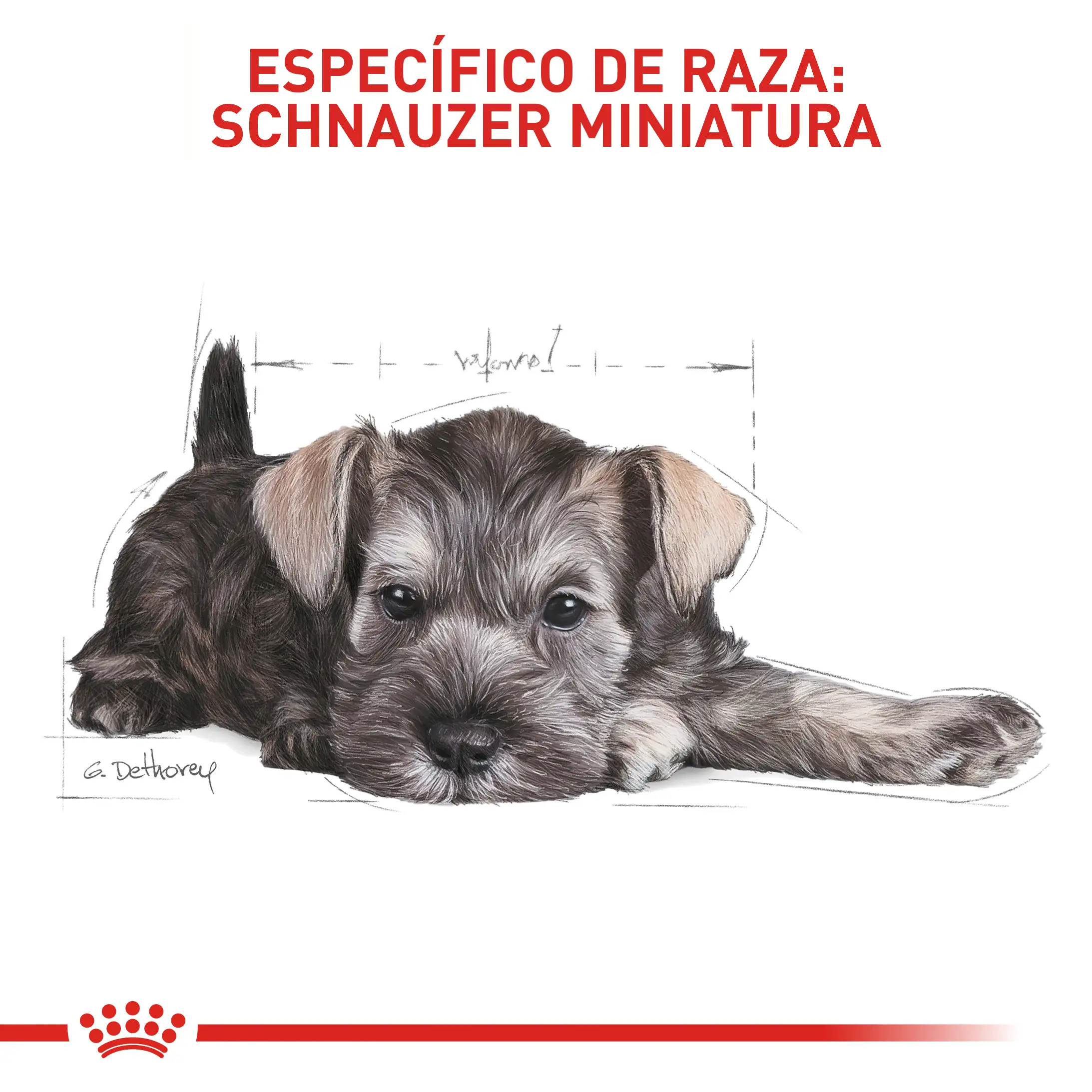 Comida Para Perro Royal Canin Bhn Mini Schnauzer Puppy x 1.13 Kg - Image 5