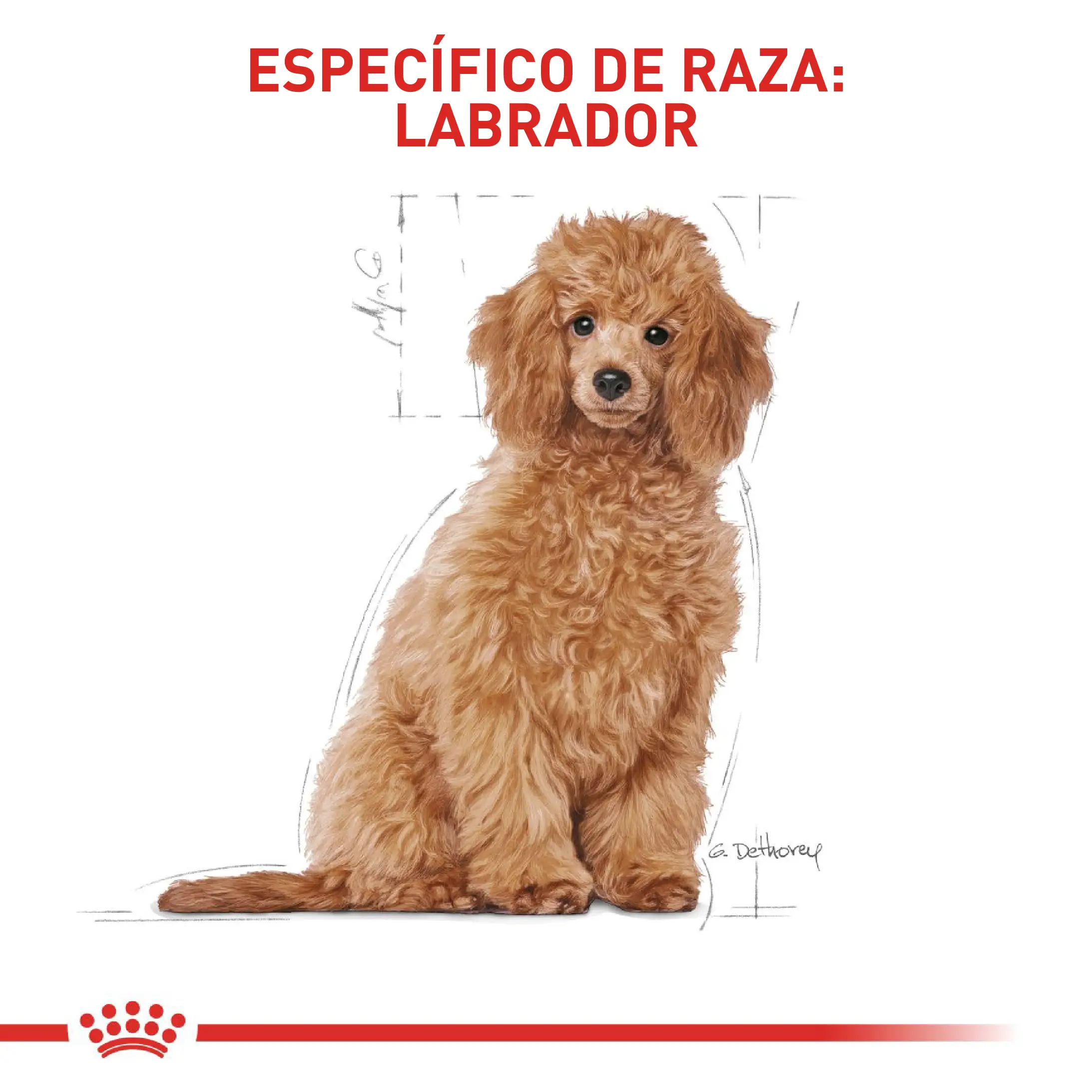 Comida Para Perro Royal Canin Bhn Poodle Puppy x 3 Kg - Image 4