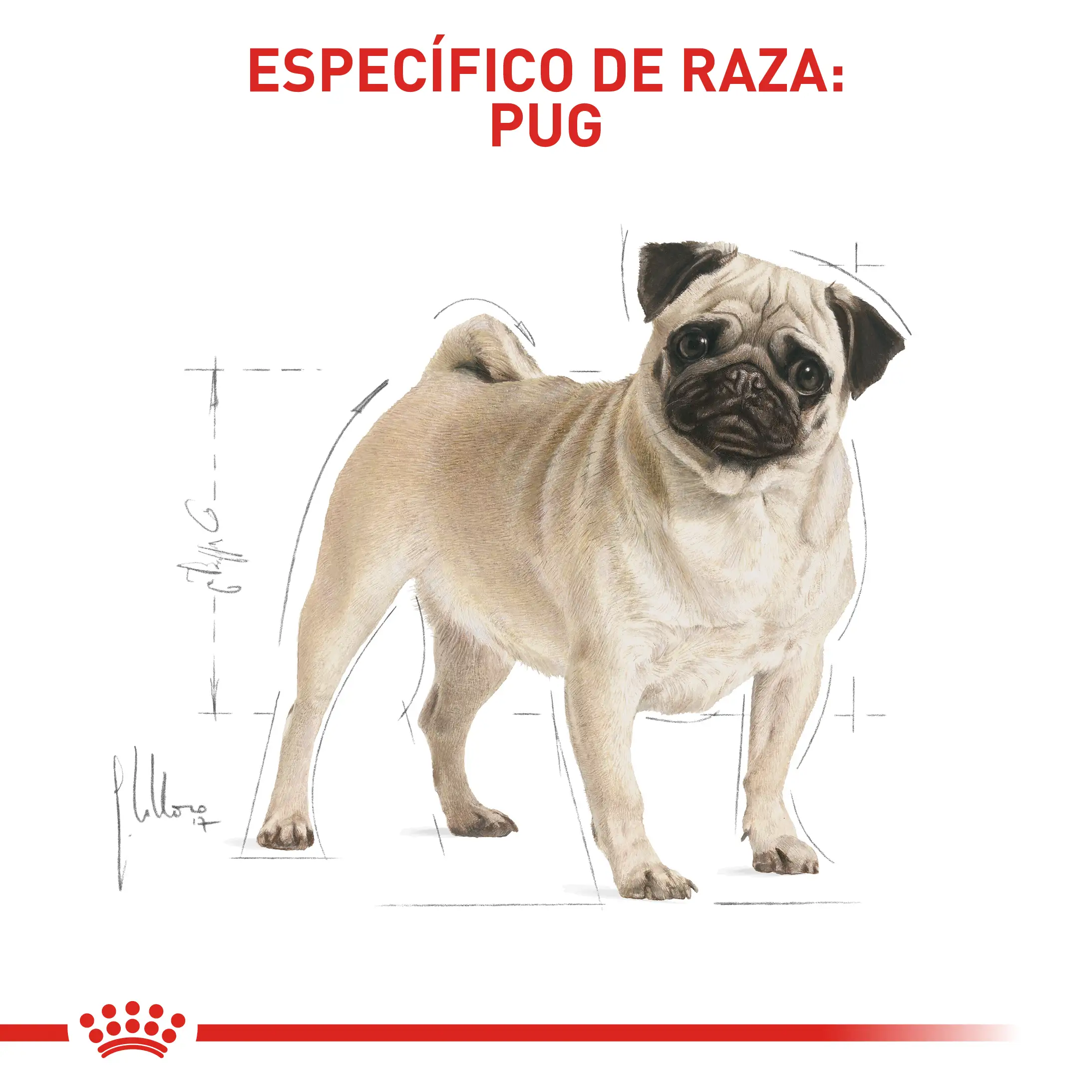 Comida Para Perro Royal Canin Bhn Pug Adulto x 3 Kg - Image 3