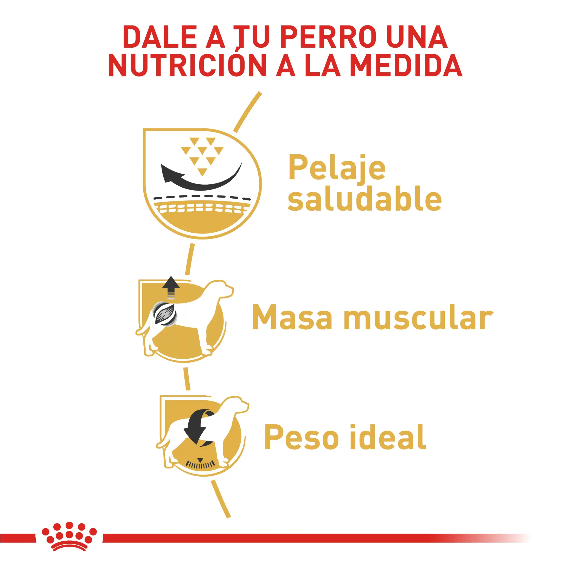 Comida Para Perro Royal Canin Bhn Pug Adulto x 3 Kg - Image 4