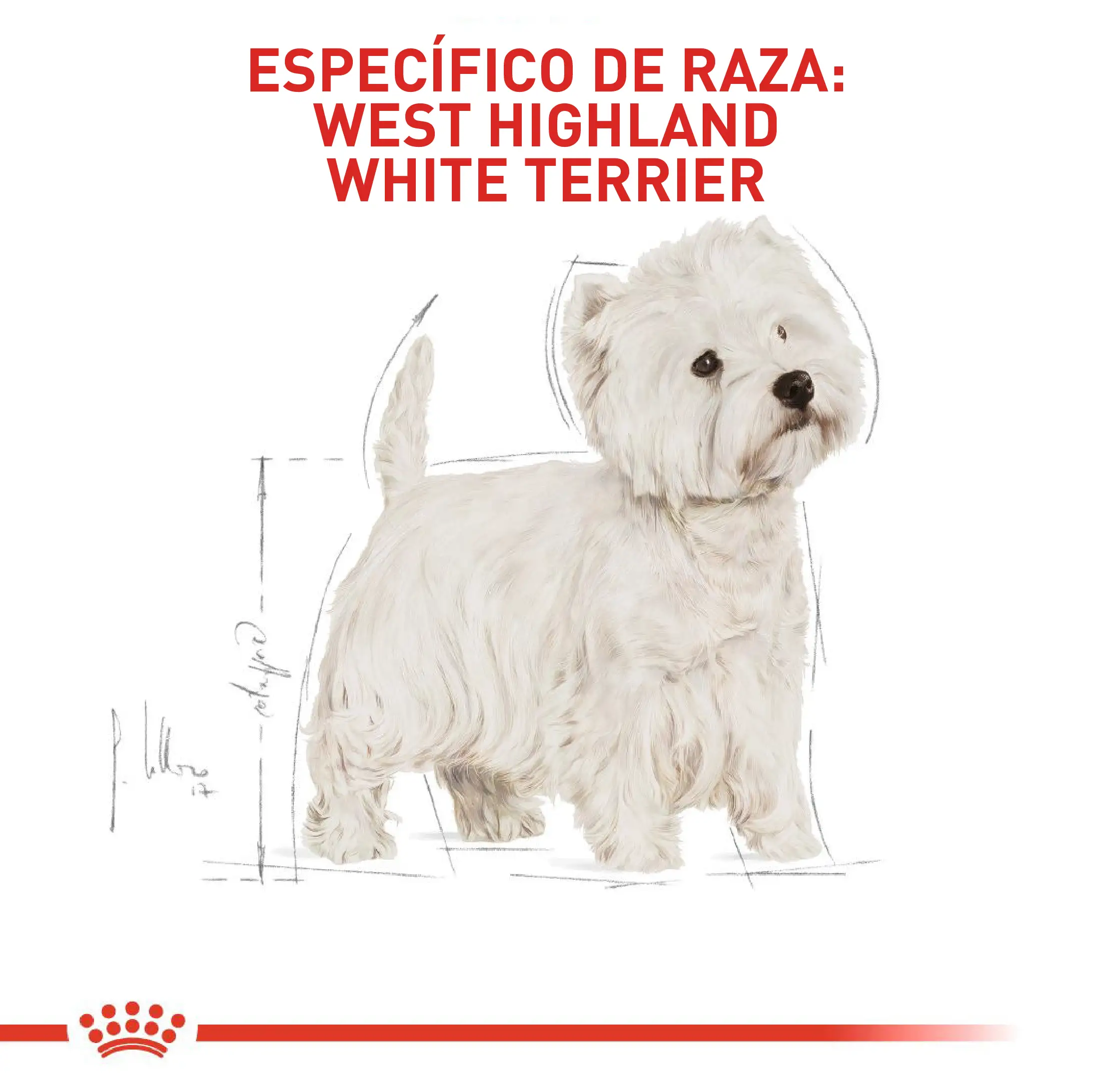Comida Para Perro Royal Canin Bhn West Highland Terrier Adulto x 3 Kg - Image 2