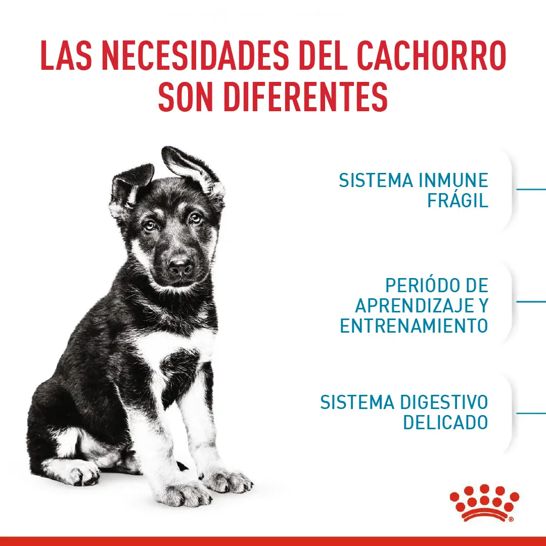 Comida Para Perro Royal Canin Shn Maxi Puppy - Image 4