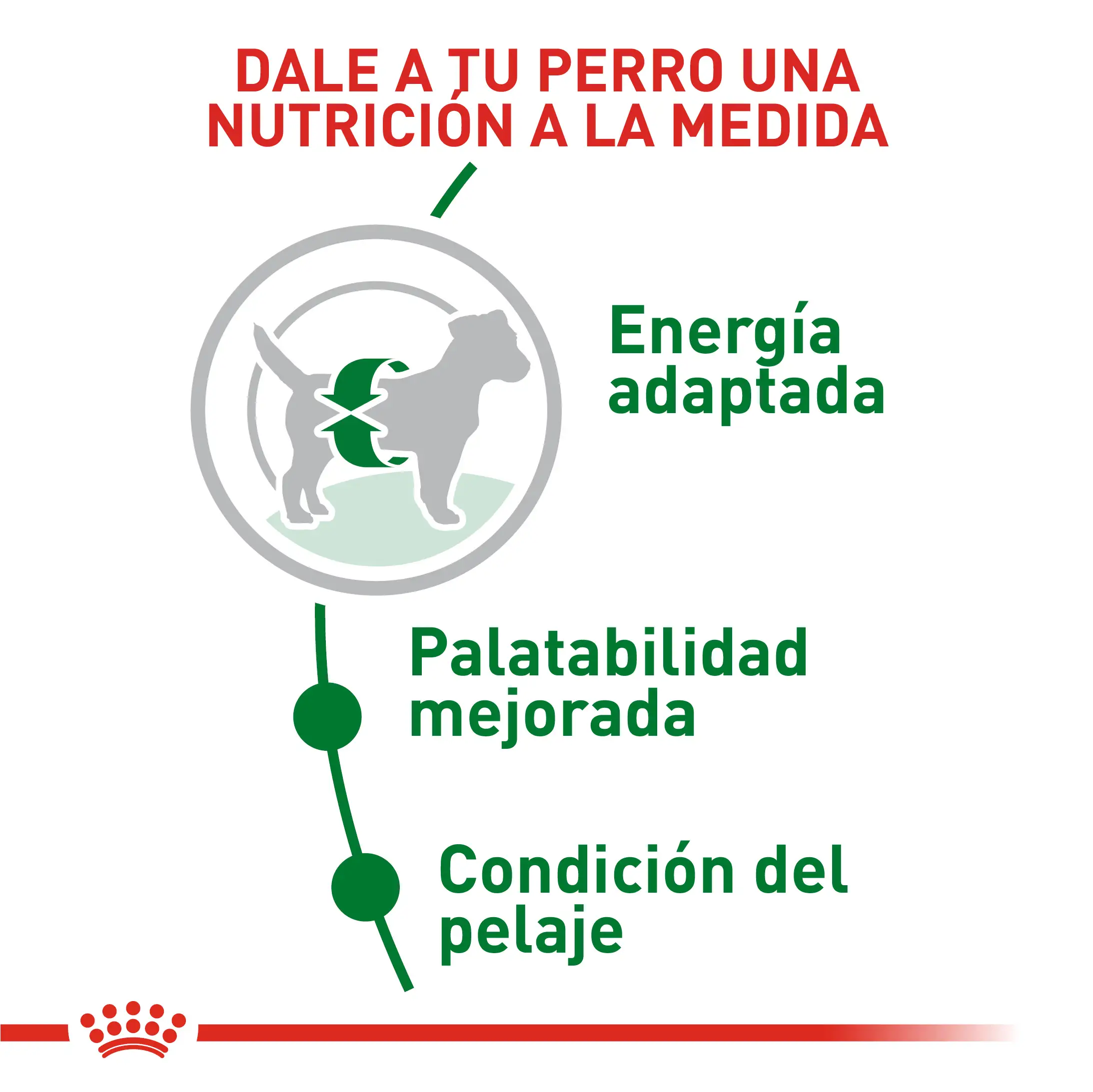 Comida Para Perro Royal Canin Shn Mini Adulto - Image 2