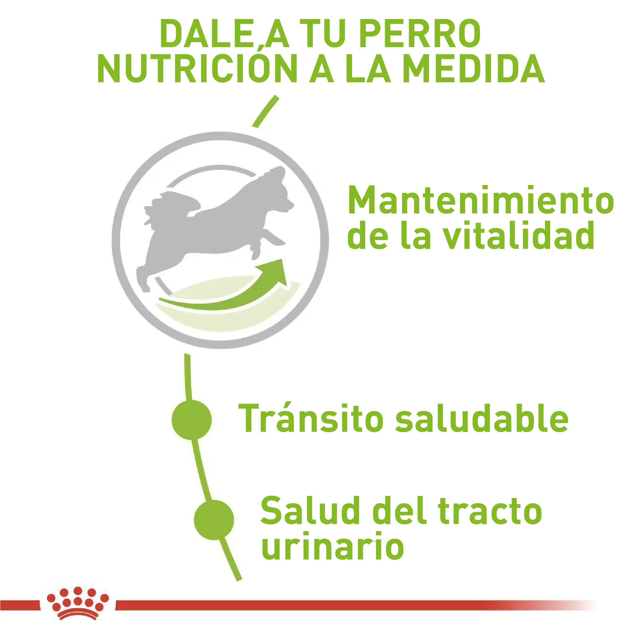 Comida Para Perro Royal Canin Shn X-Small Adulto 8+ 1.5 Kg - Image 2