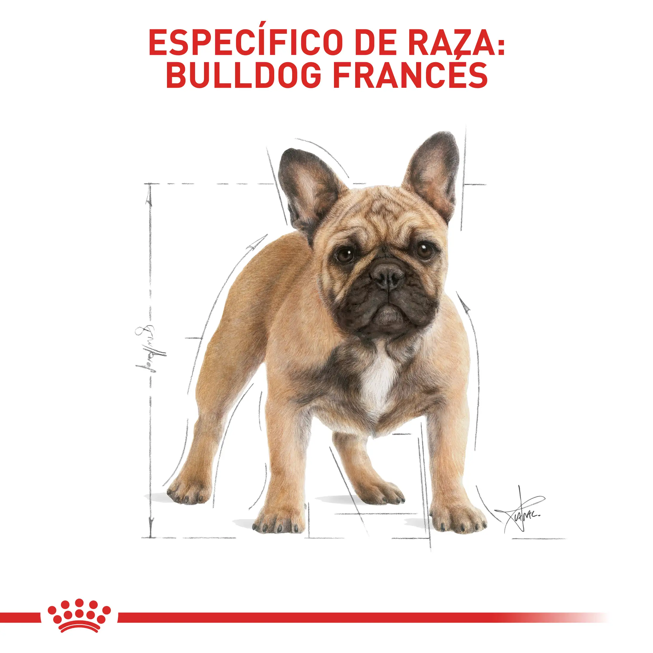 Royal Canin bulldog frances adulto x 9kg - Image 4